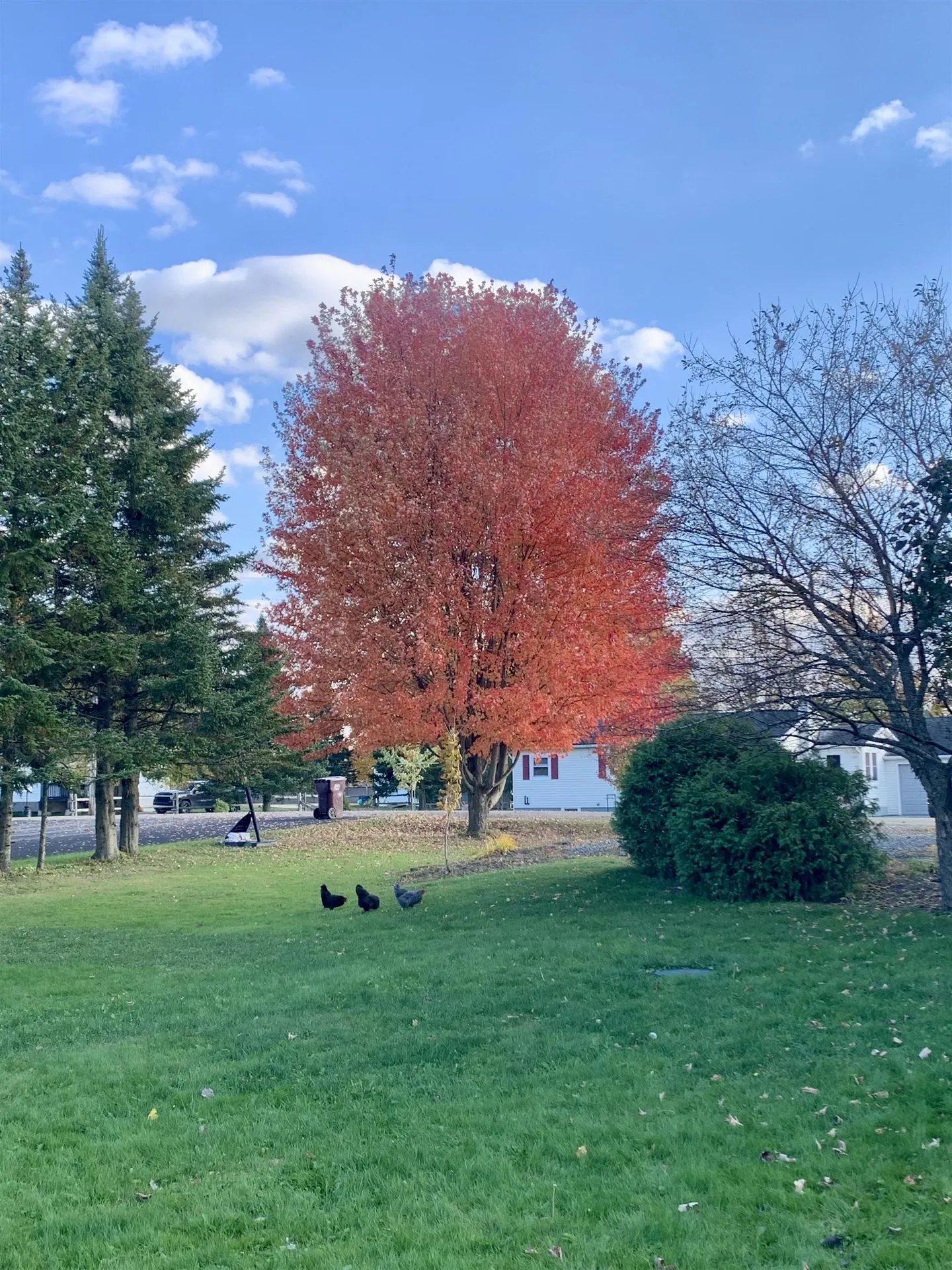 429 Roy Street Derby VT 05829