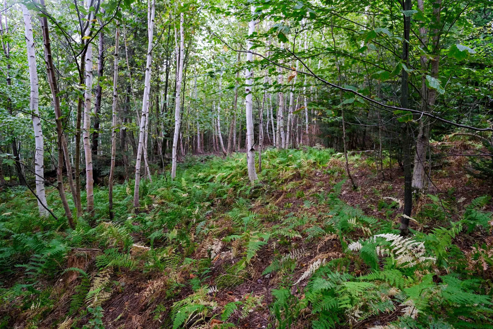 00 Evergreen Acres Ludlow VT 05149