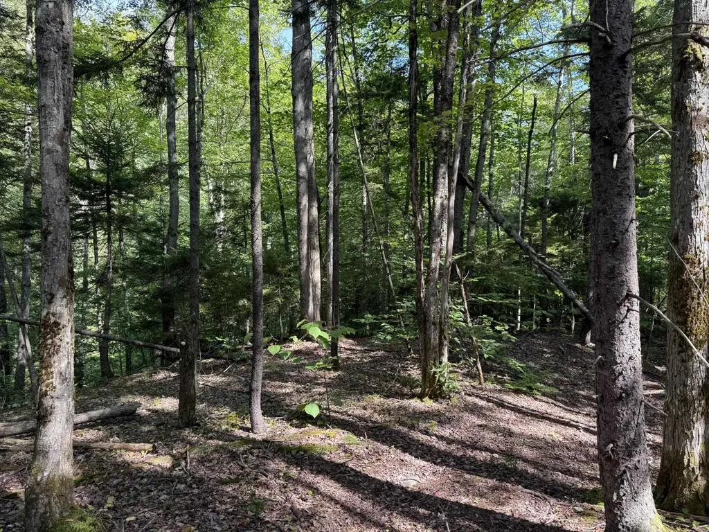 (TR #18) Old Woodbury Mountain Road Woodbury VT 05681
