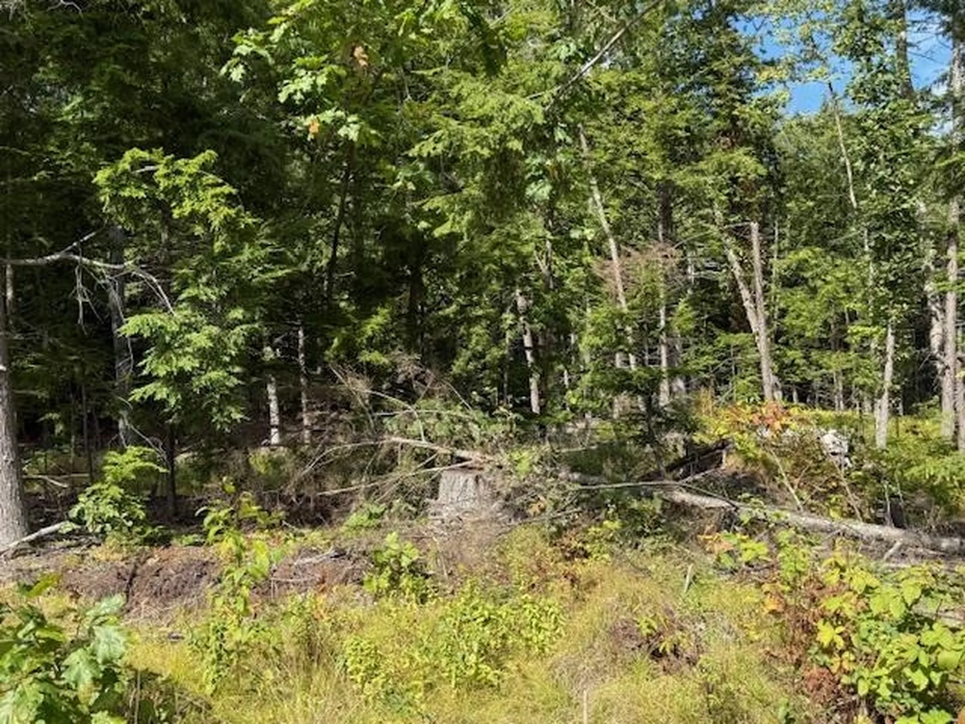 Pine Street Hopkinton NH 03229