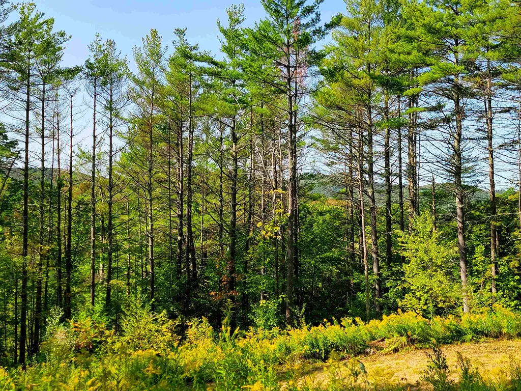 4440 Big Hollow Road Starksboro VT 05487