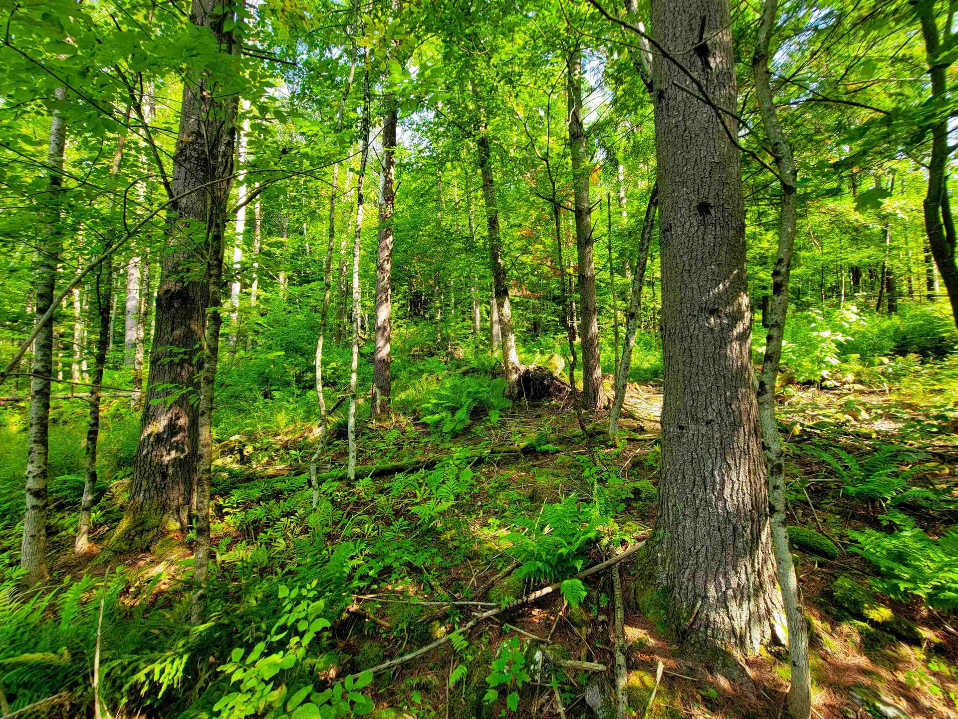 4440 Big Hollow Road Starksboro VT 05487