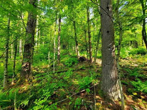 4440 Big Hollow Road Starksboro VT 05487