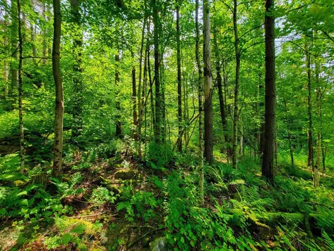 4440 Big Hollow Road Starksboro VT 05487