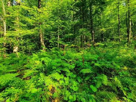 4440 Big Hollow Road Starksboro VT 05487