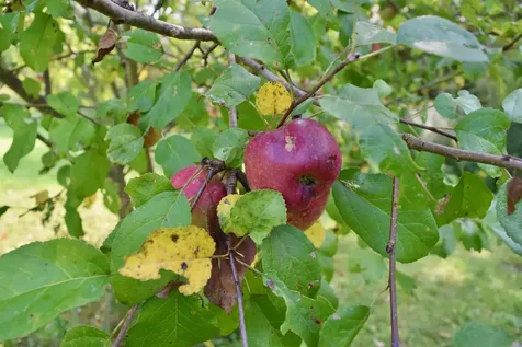 183 Evergreen Lane Ferrisburgh VT 05473