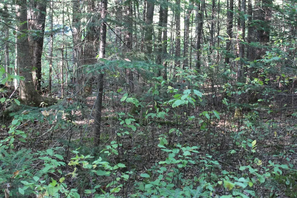 00 Miles Pond Road Concord VT 05824