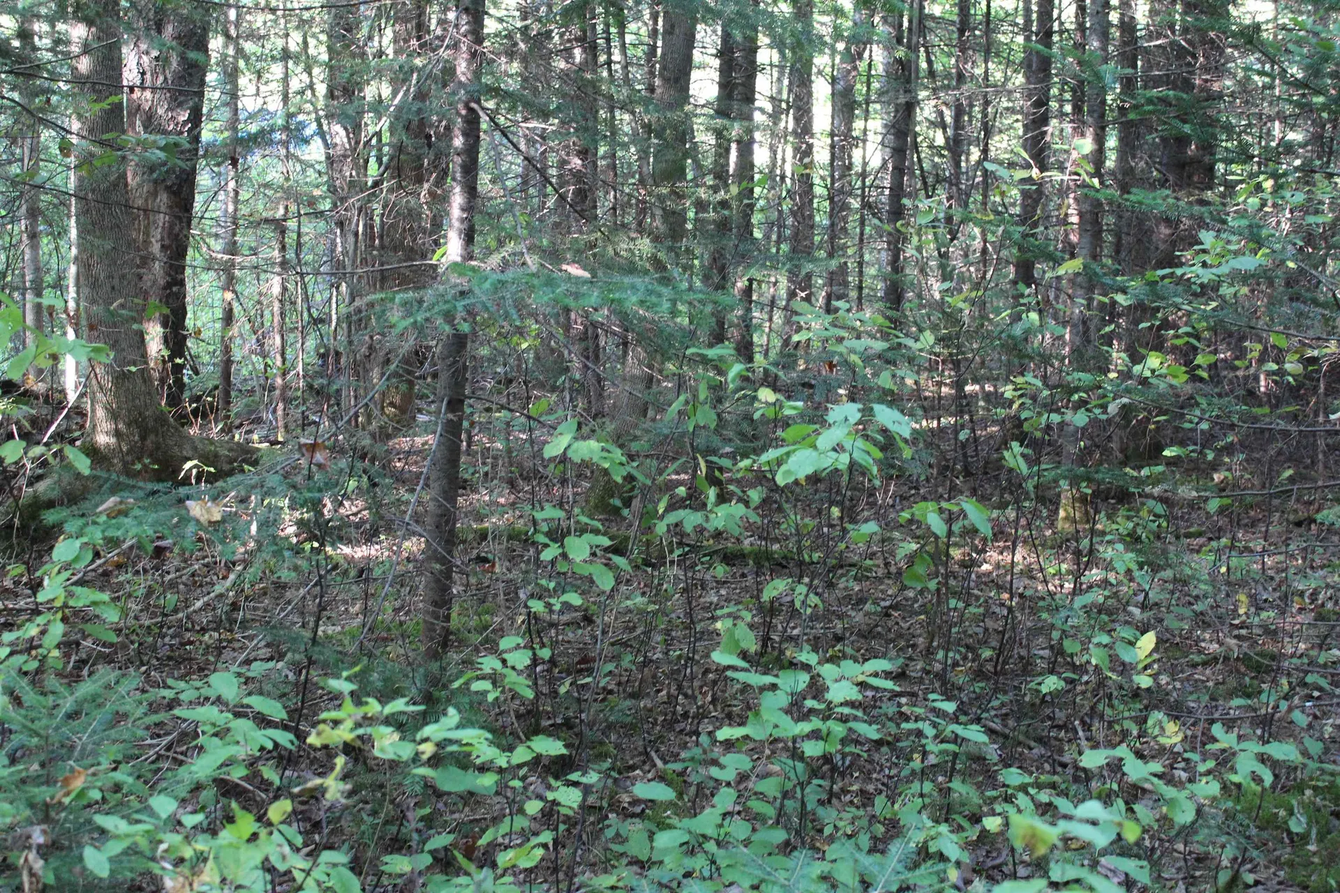 00 Miles Pond Road Concord VT 05824