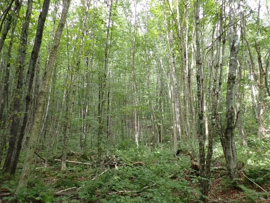 955 Hall Road Lunenburg VT 05906