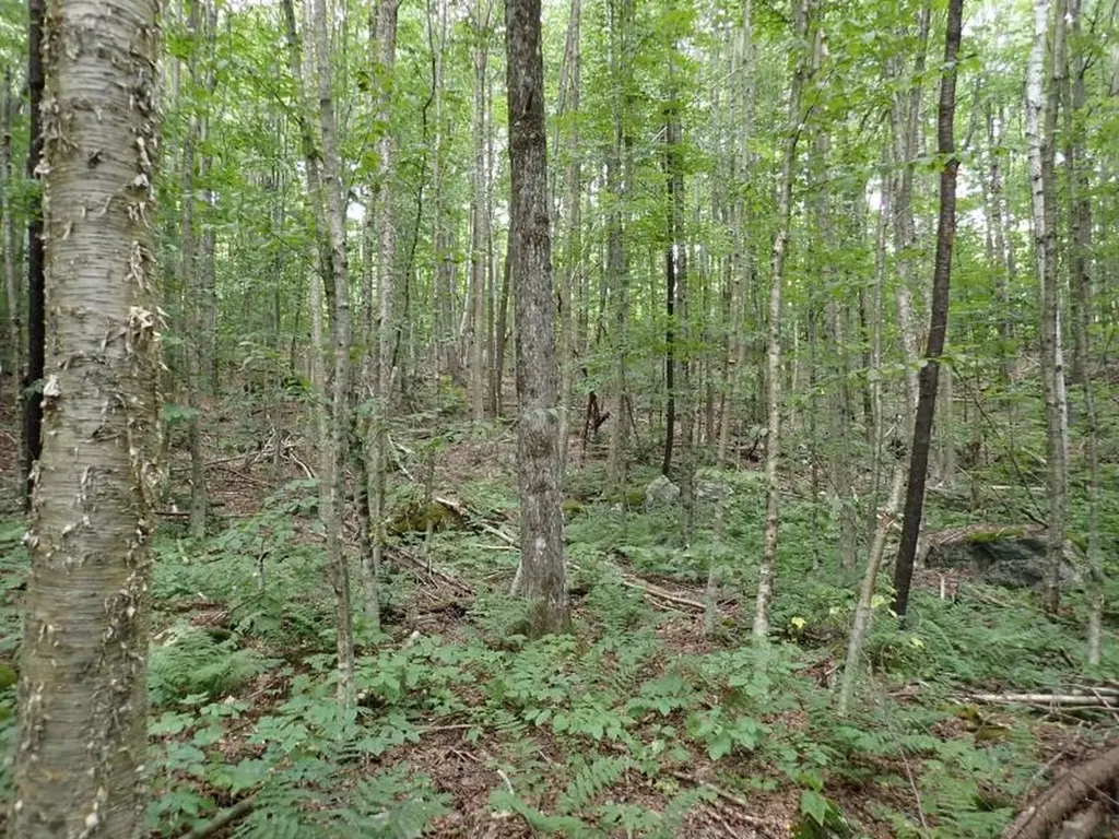 955 Hall Road Lunenburg VT 05906