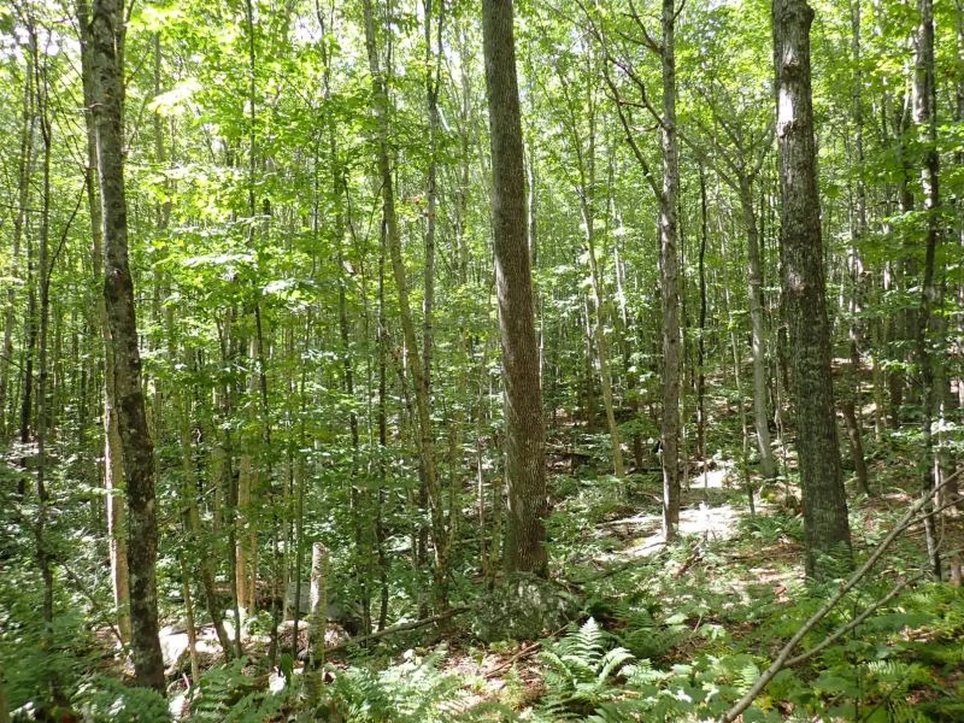 955 Hall Road Lunenburg VT 05906