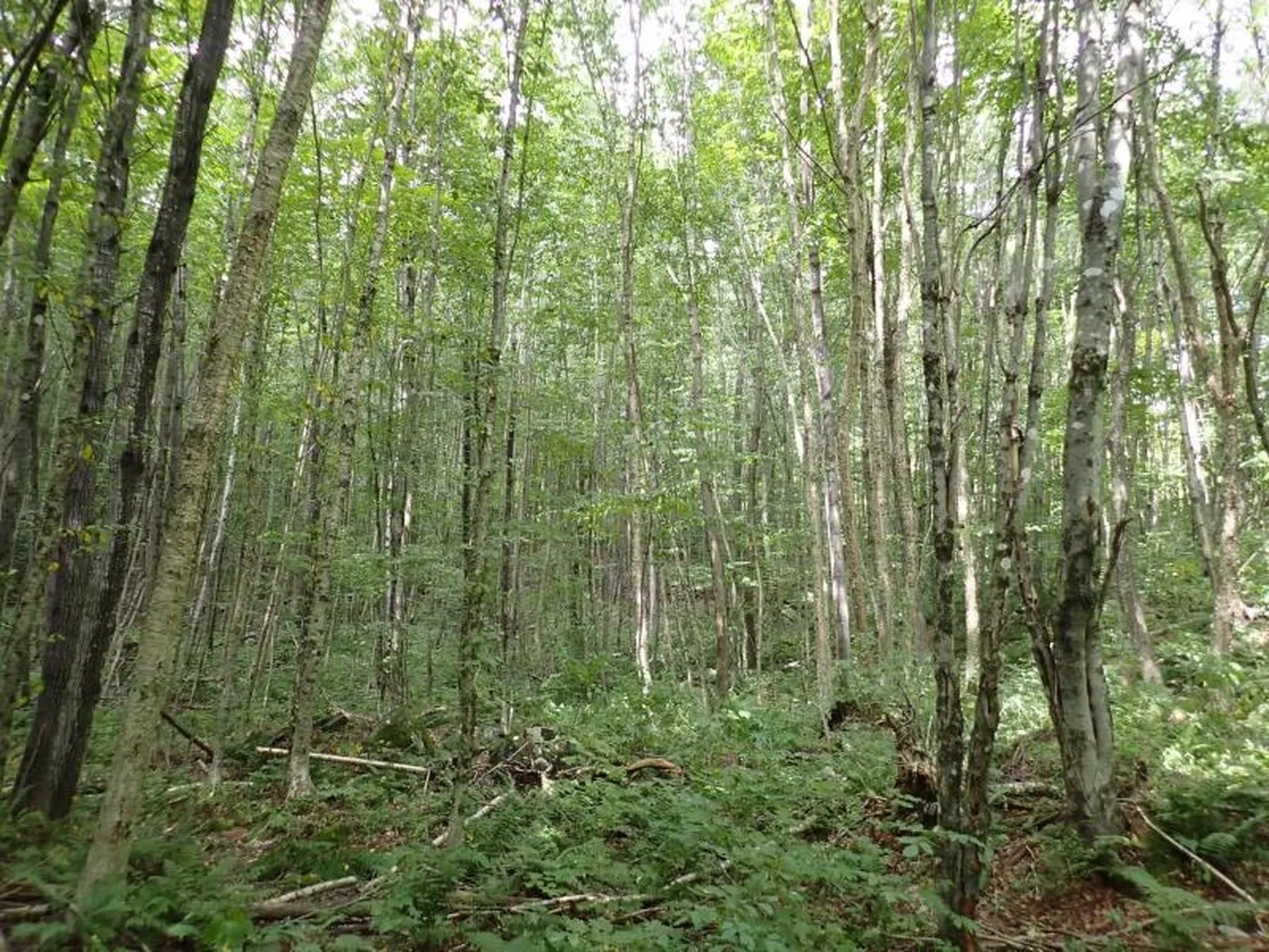 955 Hall Road Lunenburg VT 05906