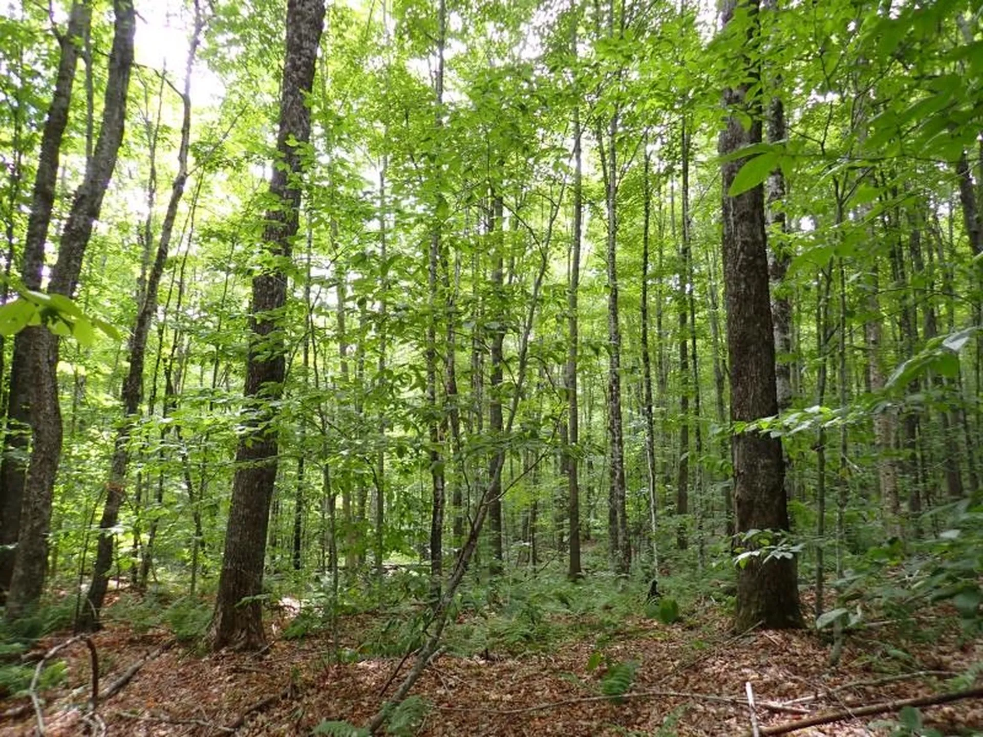 955 Hall Road Lunenburg VT 05906