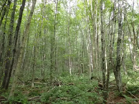 955 Hall Road Lunenburg VT 05906