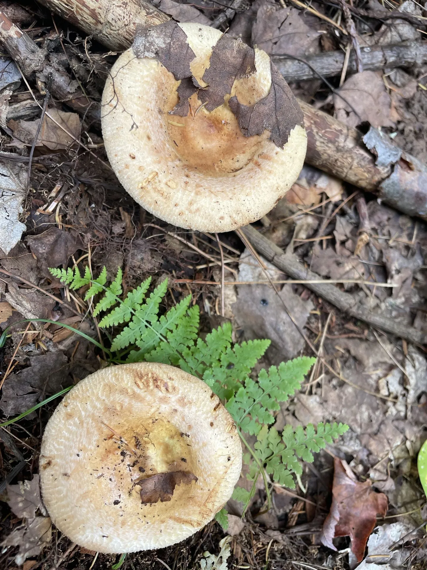 130 Stevens Road Woodbury VT 05681