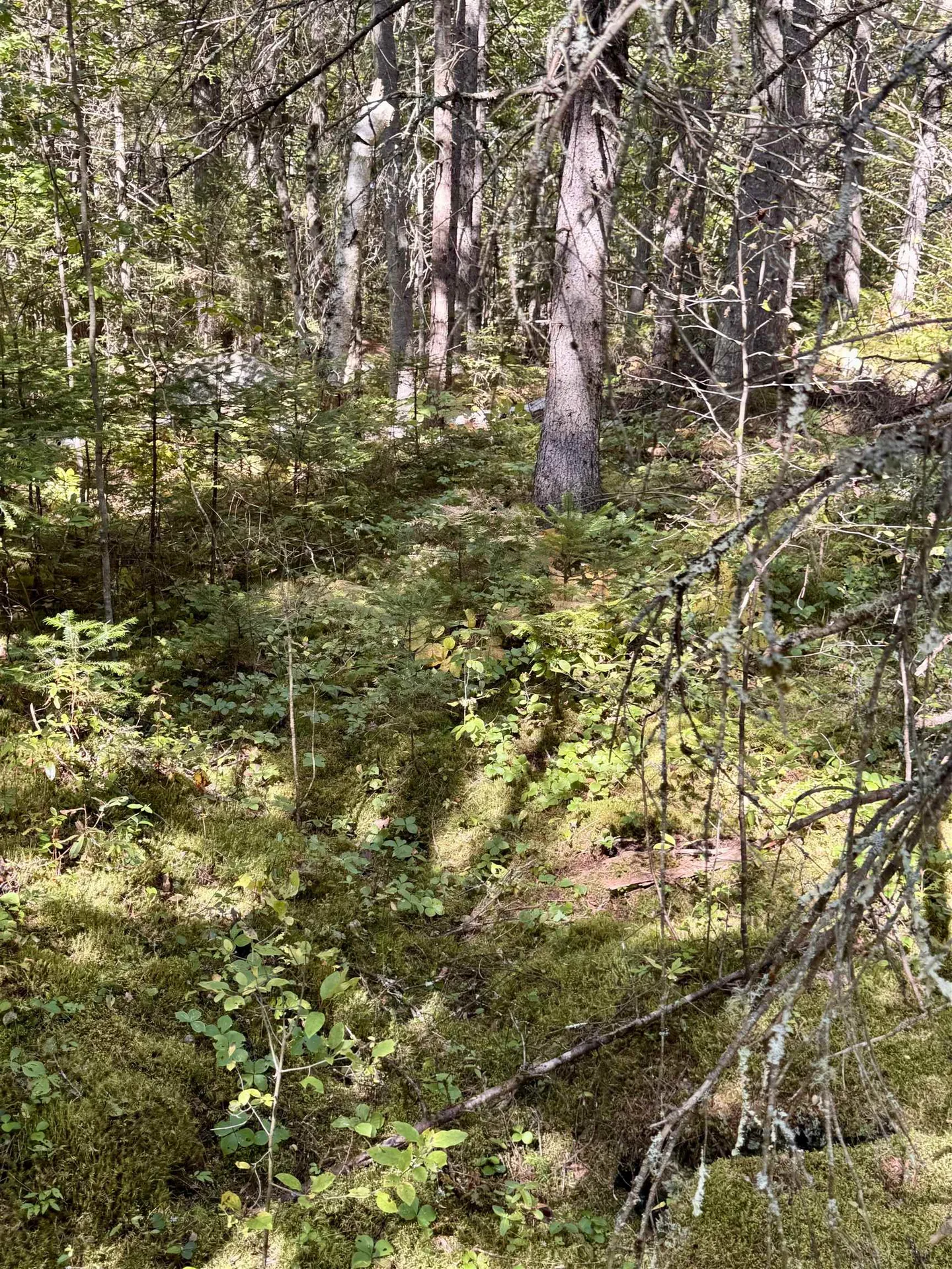 0 Thorn Hill Road Bethlehem NH 03574