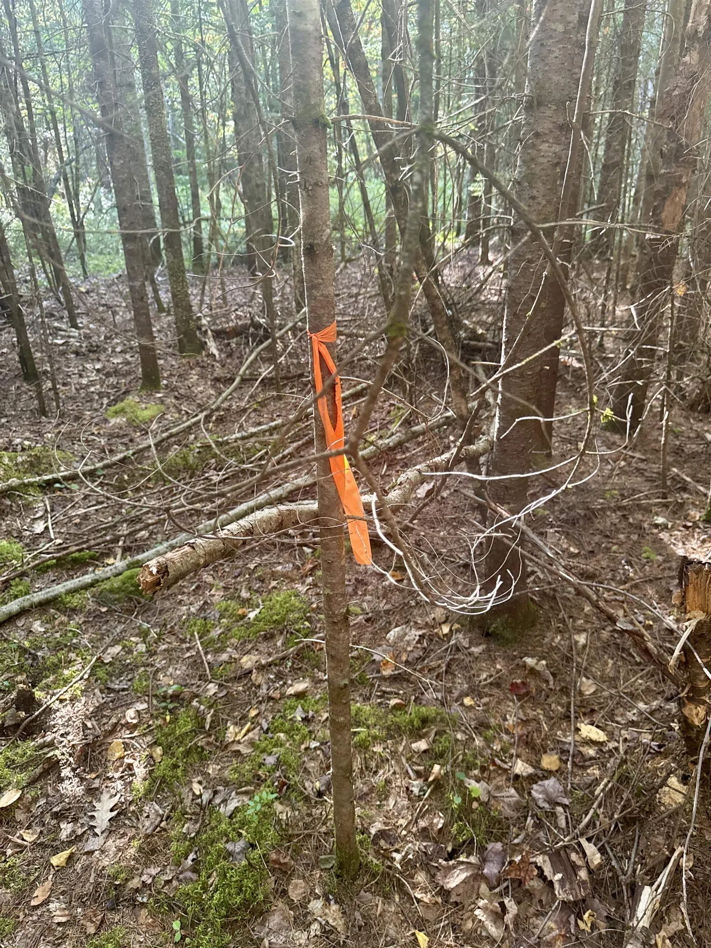 0 Thorn Hill Road Bethlehem NH 03574