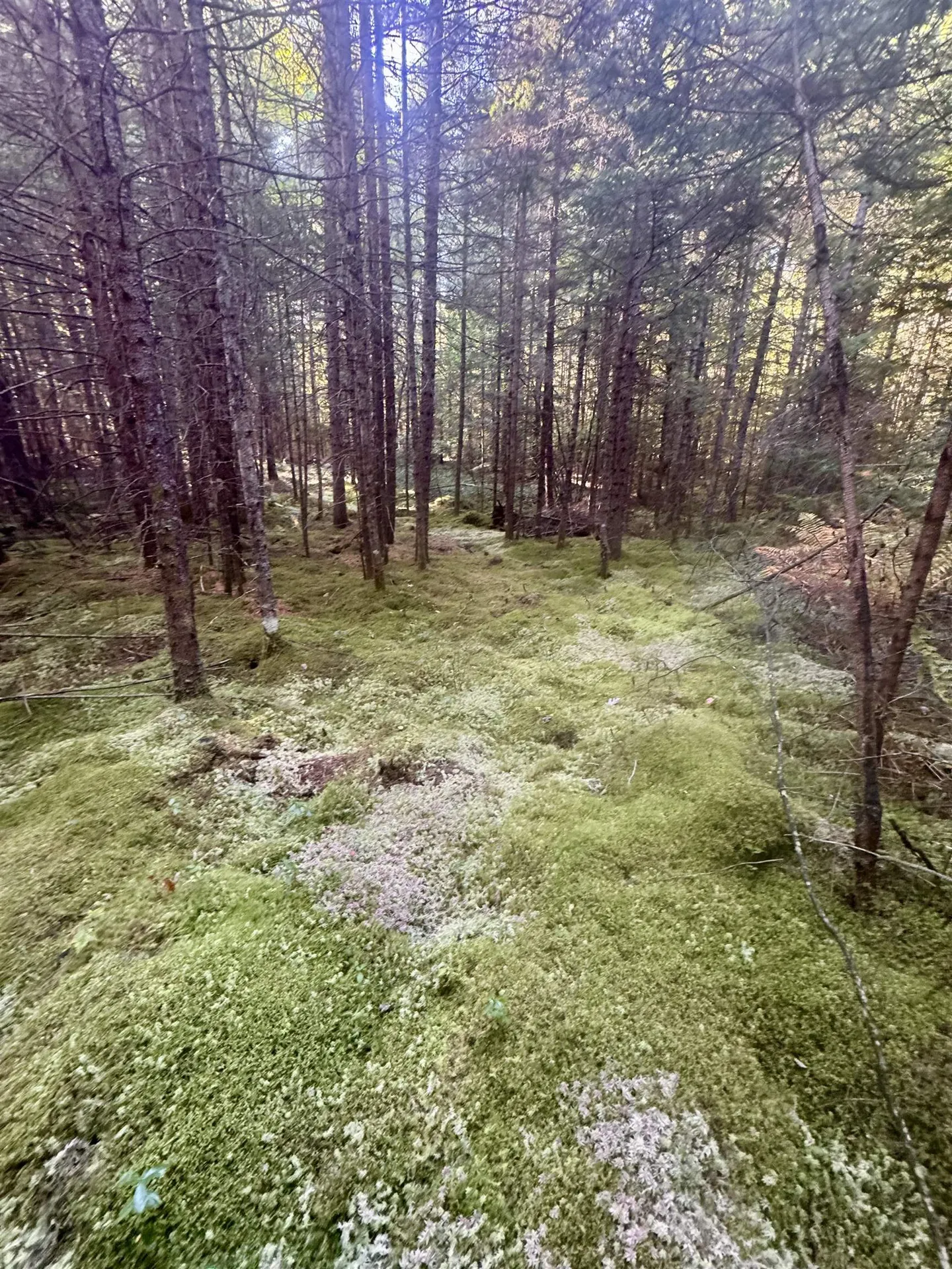 0 Thorn Hill Road Bethlehem NH 03574