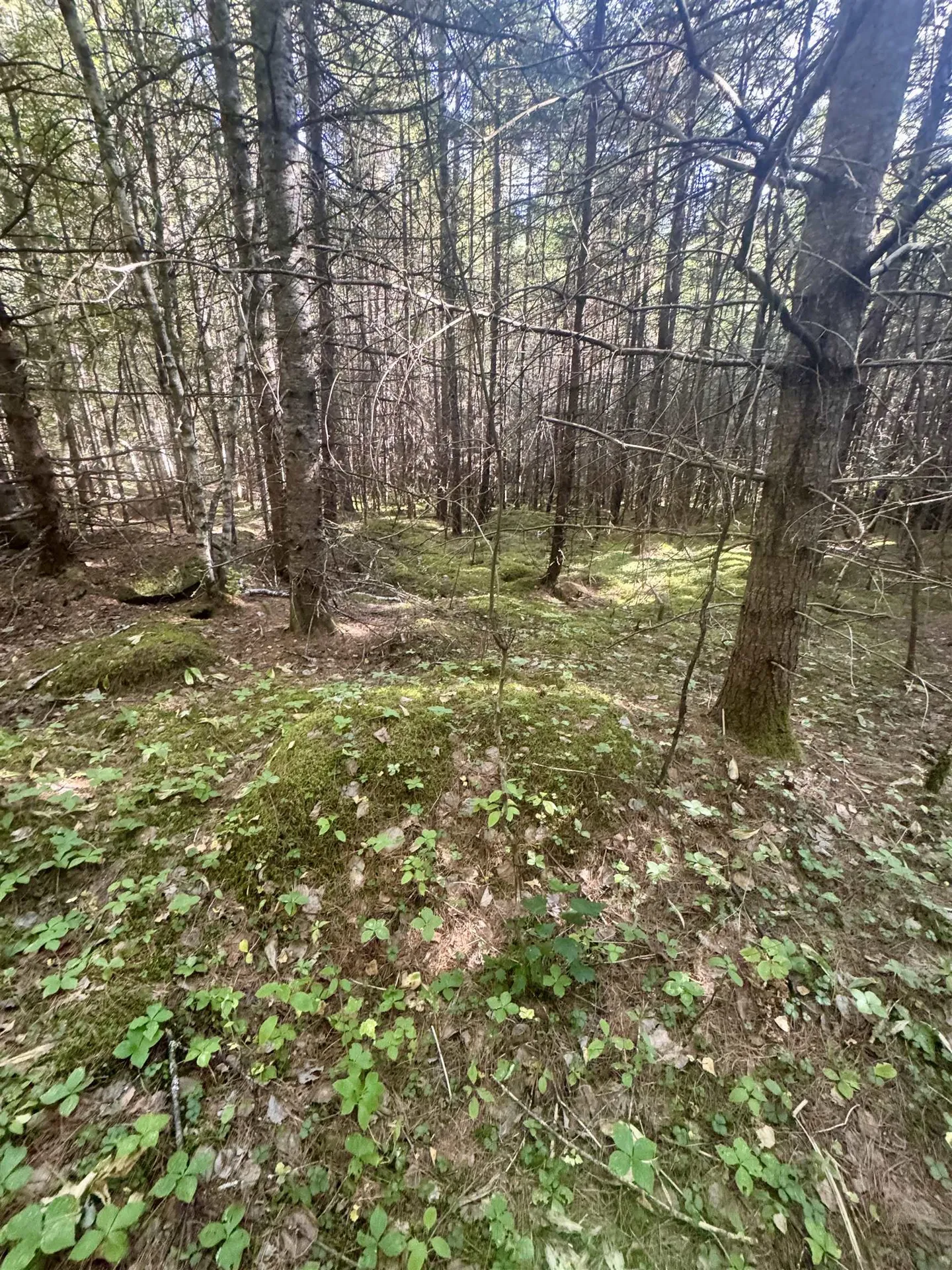 0 Thorn Hill Road Bethlehem NH 03574