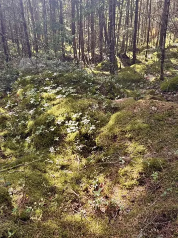 0 Thorn Hill Road Bethlehem NH 03574