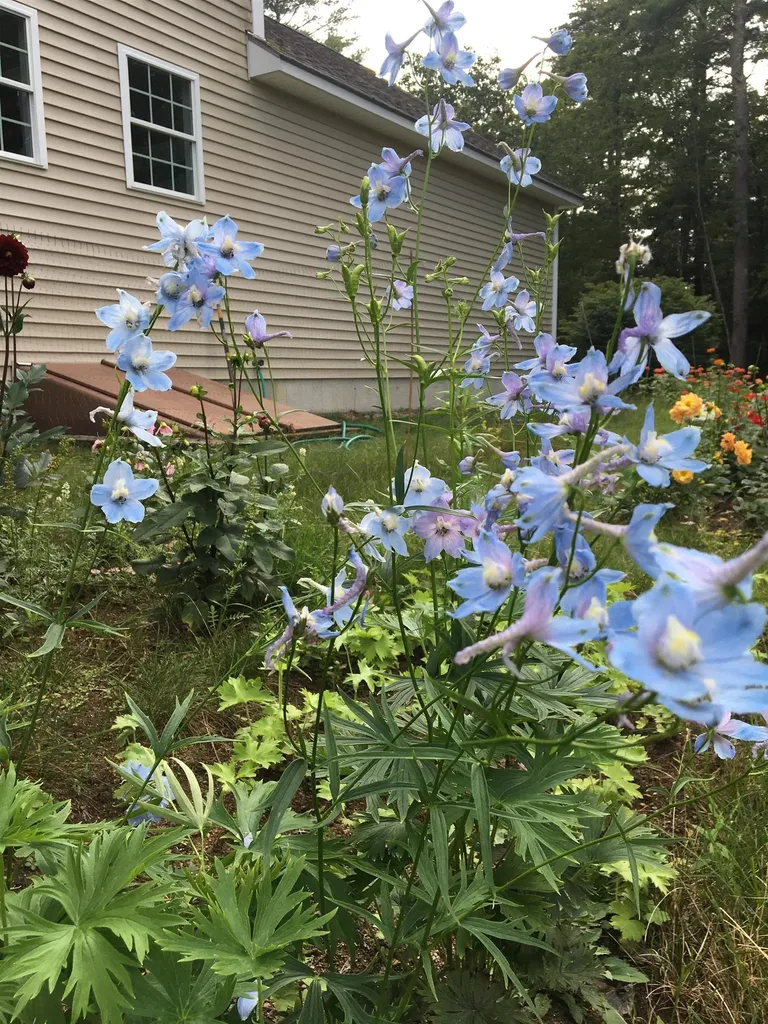 2 Wallace Lane Mont Vernon NH 03057