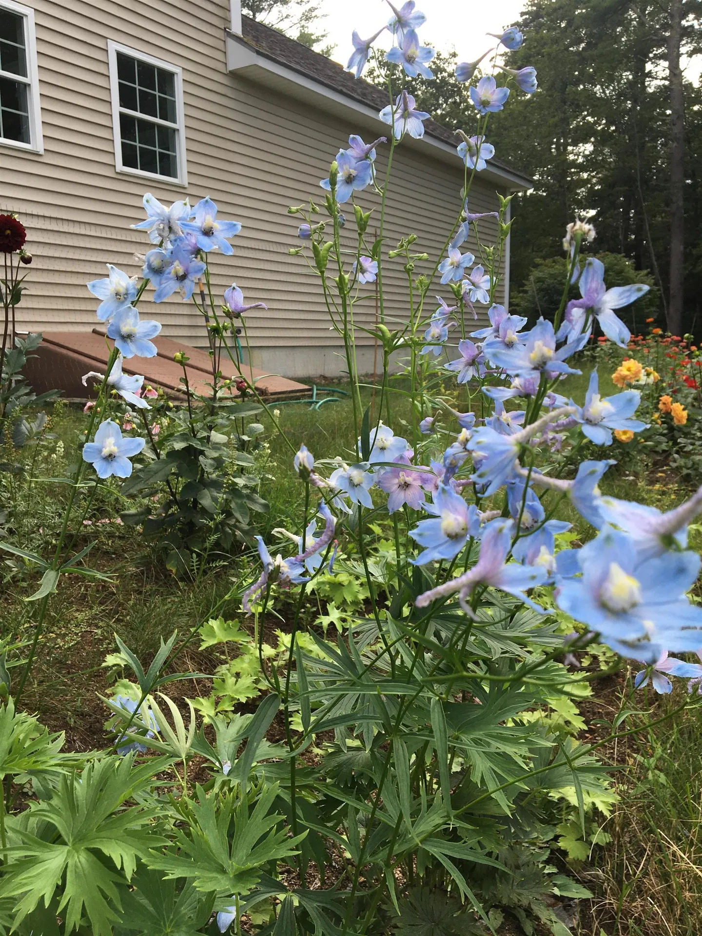 2 Wallace Lane Mont Vernon NH 03057