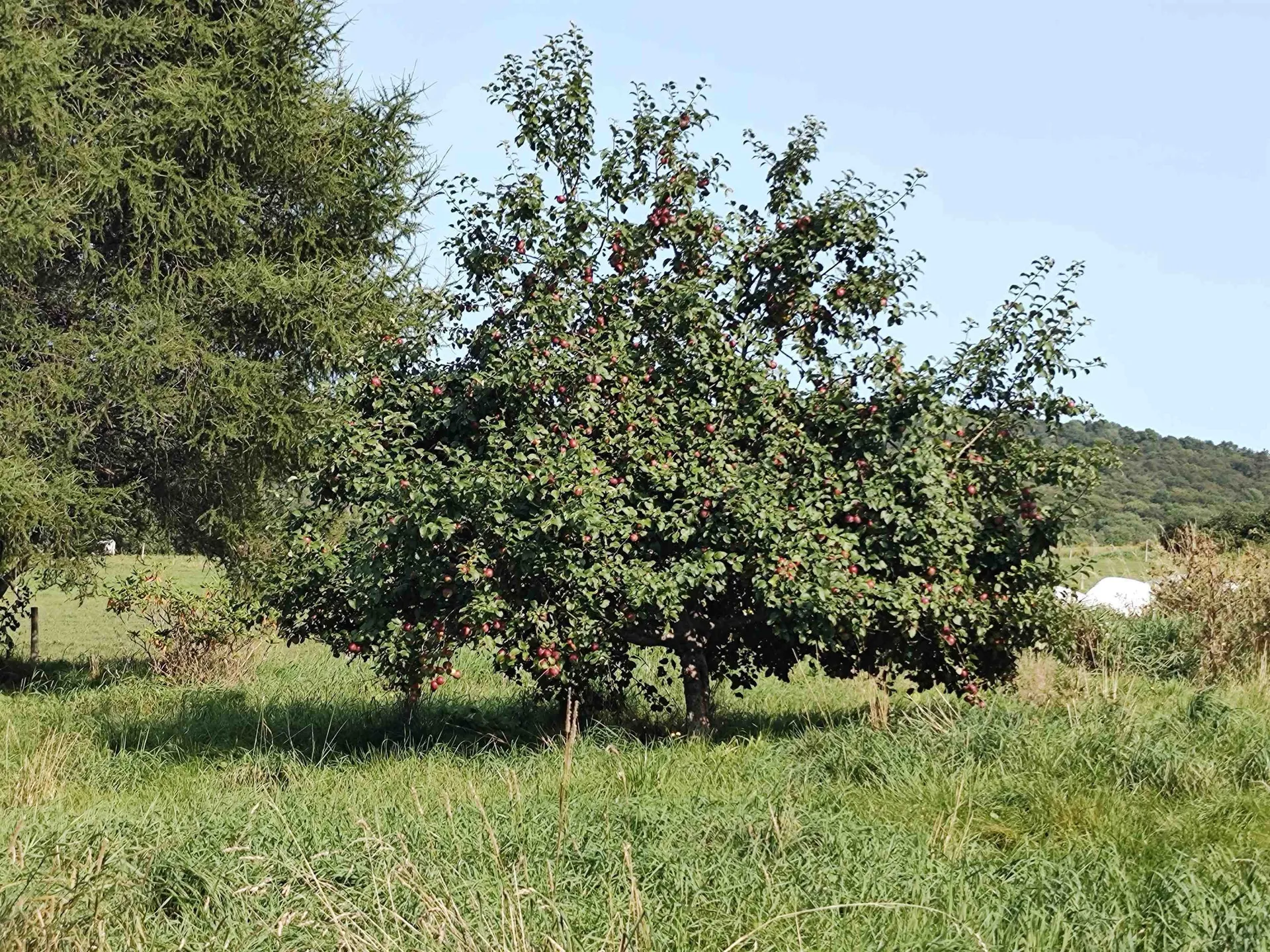 1519 Whittier Hill Road Cabot VT 05647