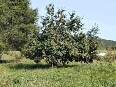 1519 Whittier Hill Road Cabot VT 05647