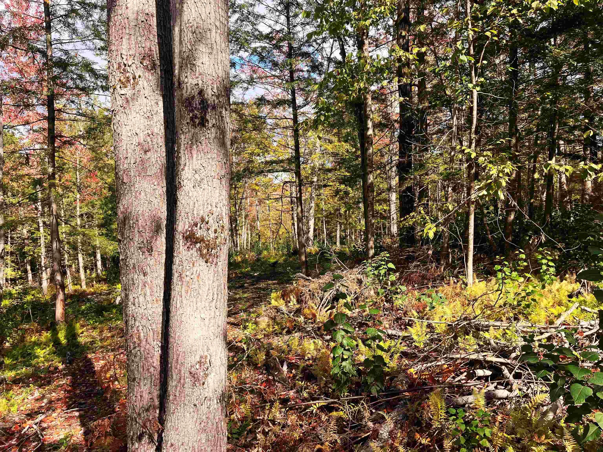 00 Duck Pond Road Barton VT 05822