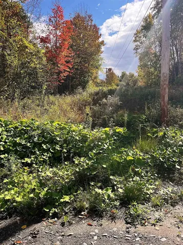 00 Duck Pond Road Barton VT 05822