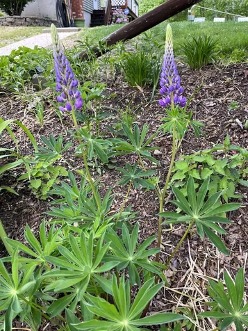 39 Prescott Road Raymond NH 03077