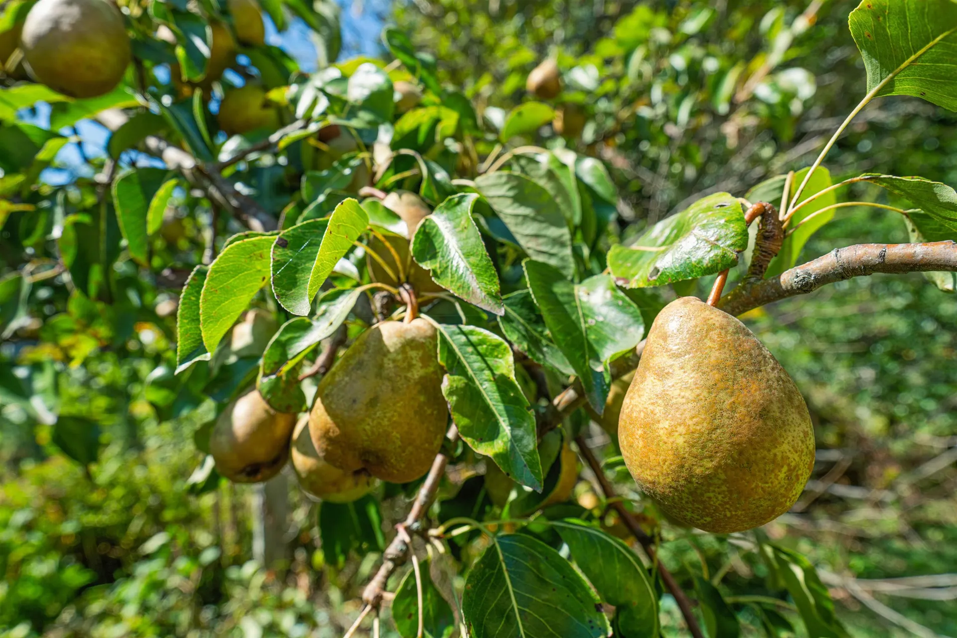 1612 Hartford Avenue Hartford VT 05001