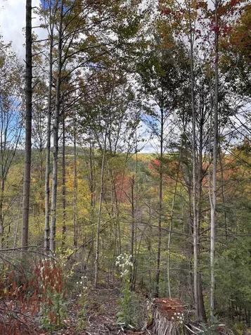 Lot 11-2 Ball Park Road Goshen NH 03752