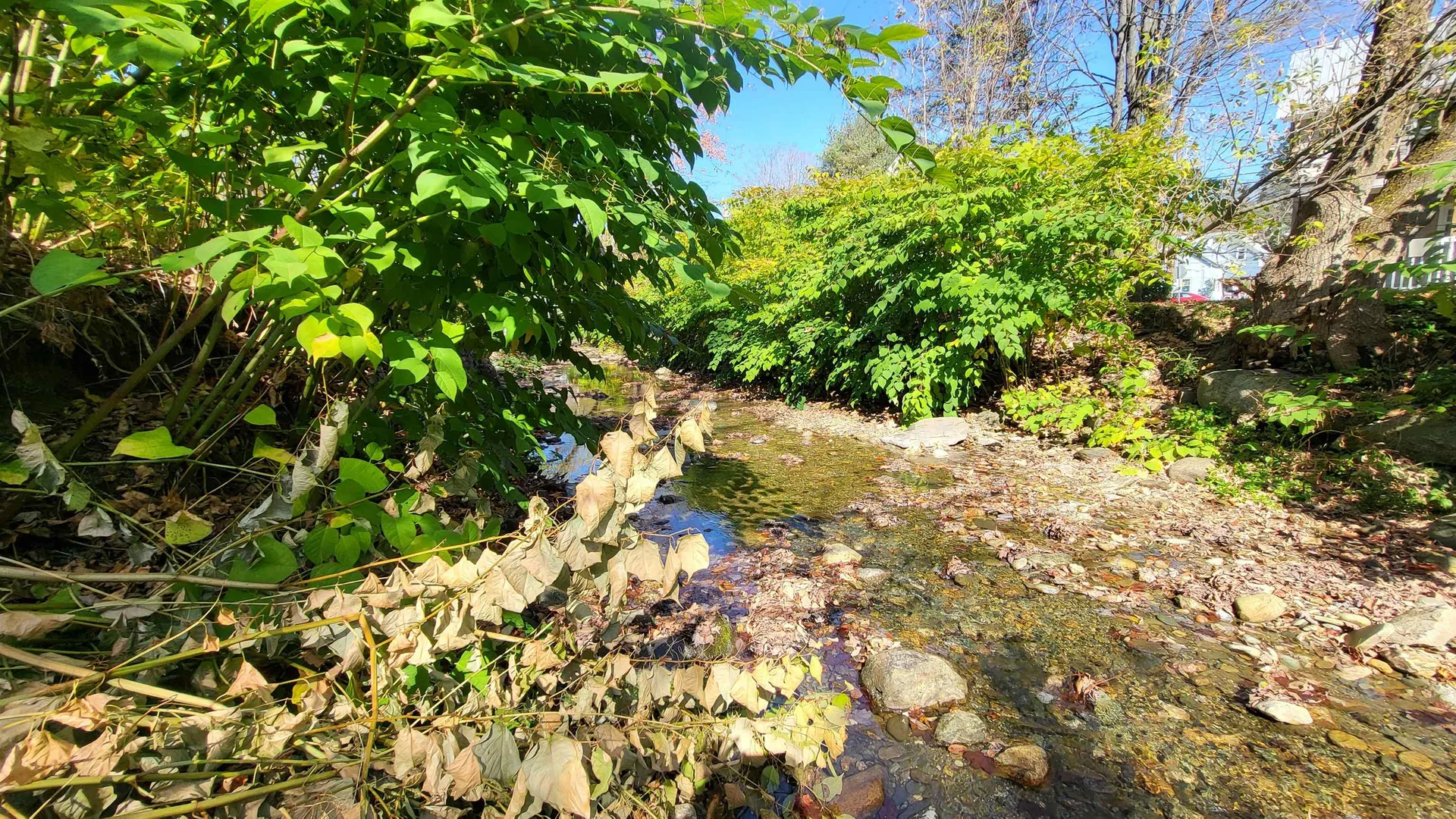 35 Pleasant Street Northfield VT 05663