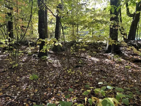 42 Lower Plains Road Middlebury VT 05753