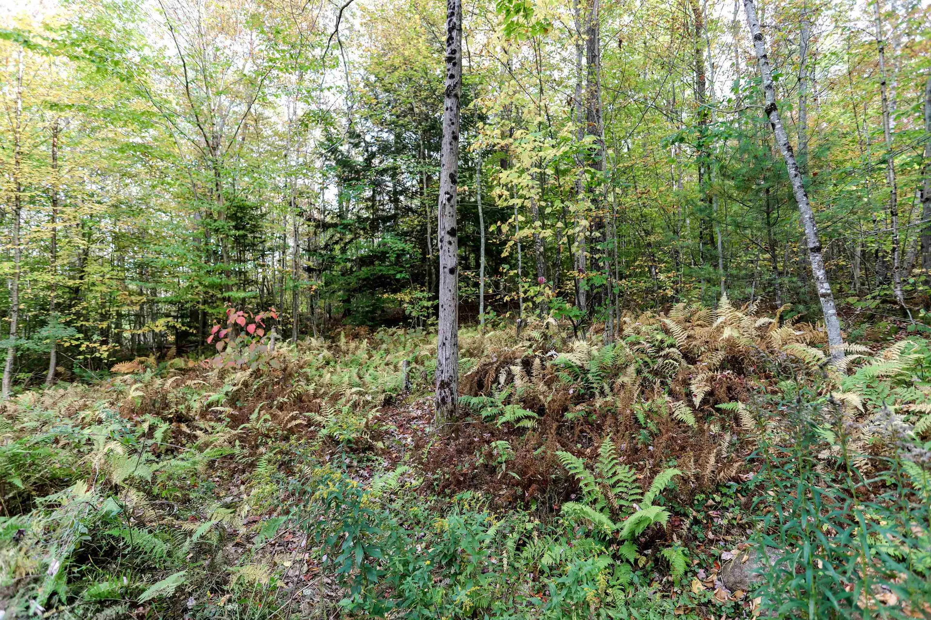 16 Old Forest Road Marlow NH 03456