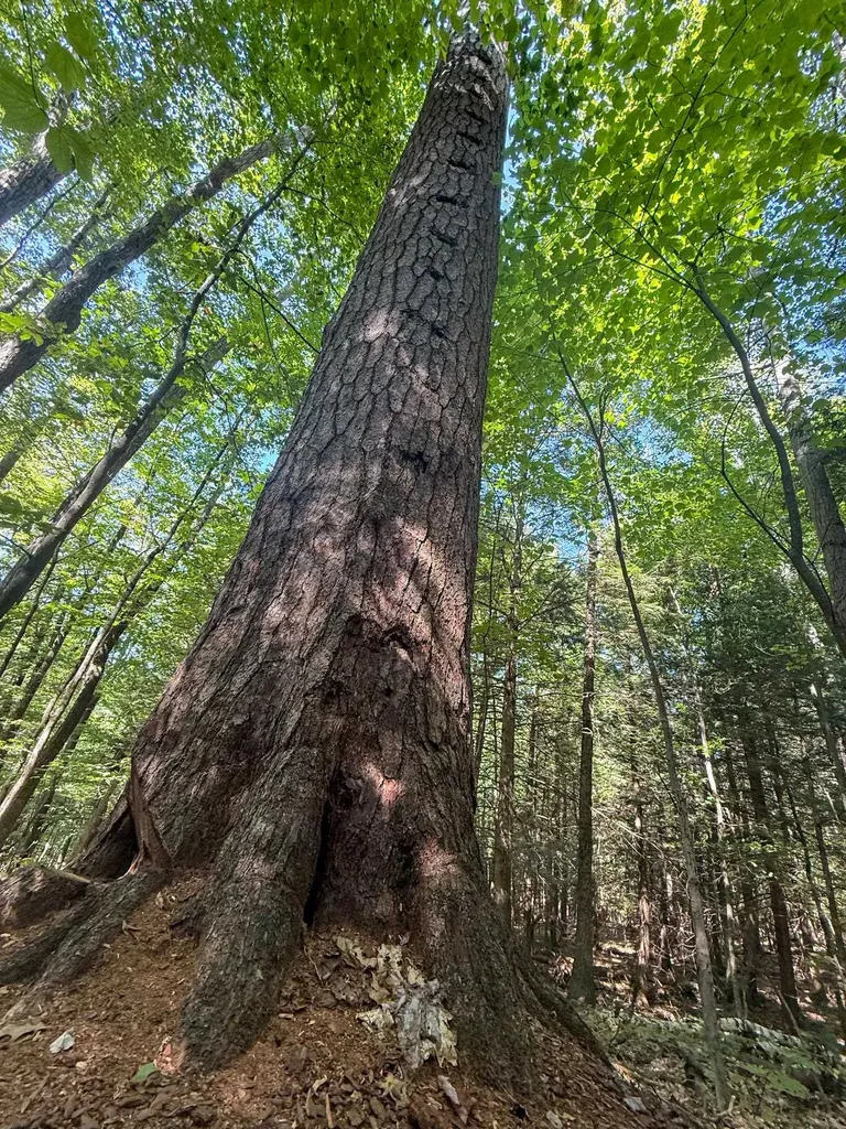 0 Dothan Road Hartford VT 05001