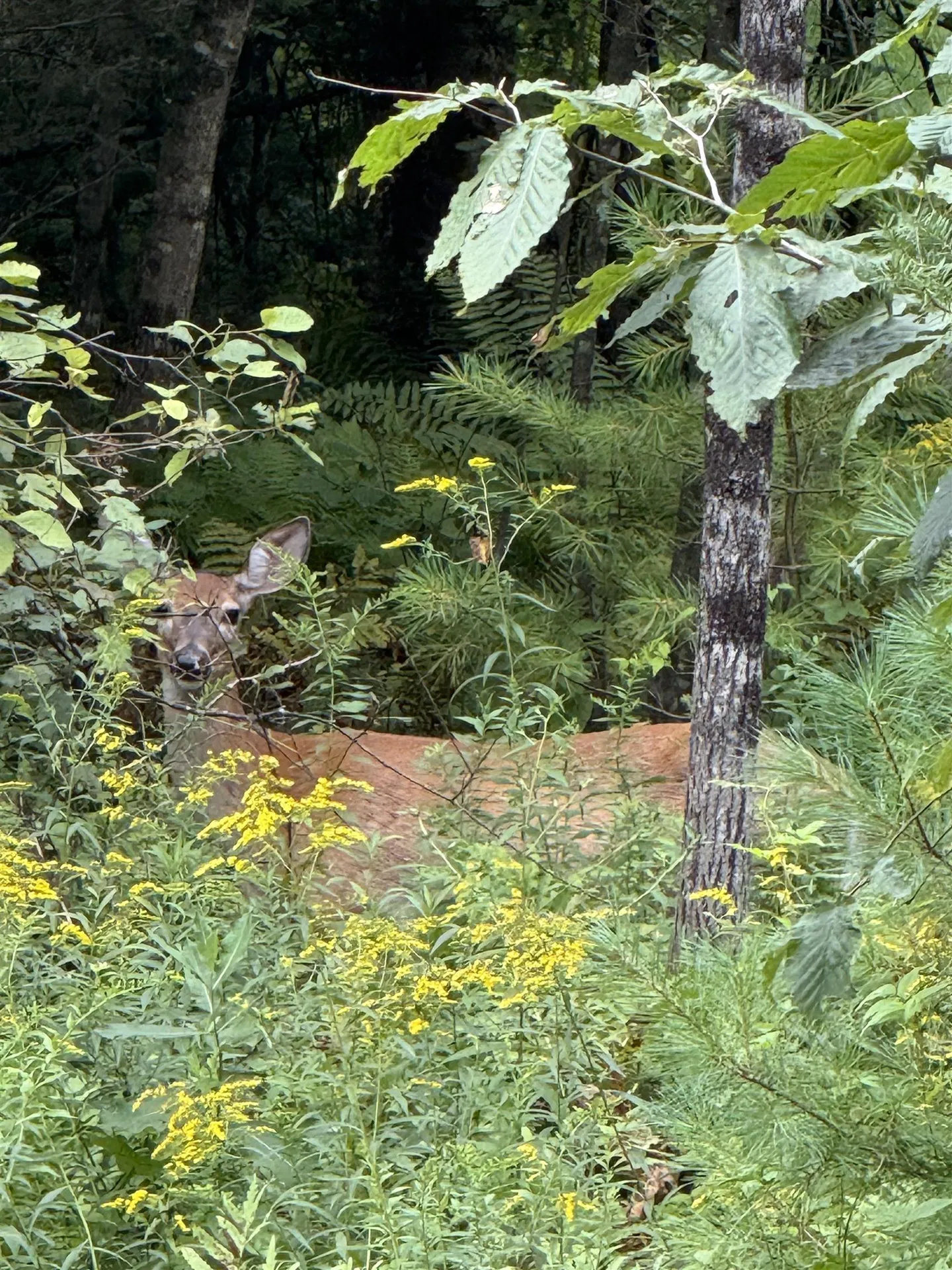 Lots 3 & 4 Pawtuckaway Road Haverhill NH 03785