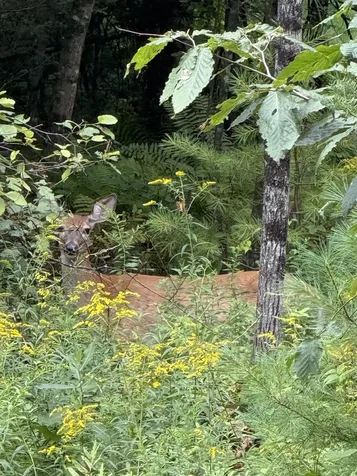 Lots 3 & 4 Pawtuckaway Road Haverhill NH 03785