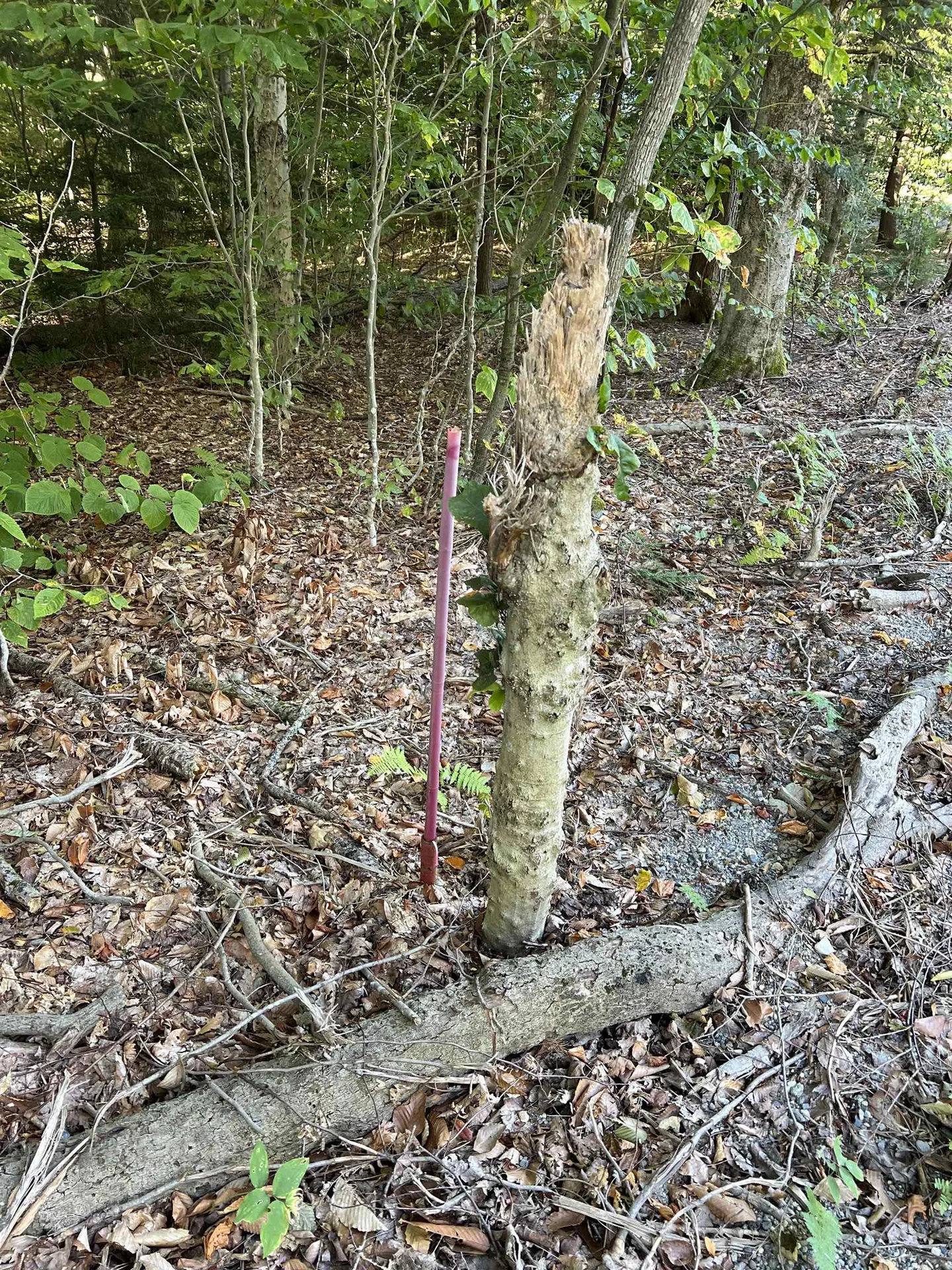 424 Susan Lynn Lane Wardsboro VT 05355