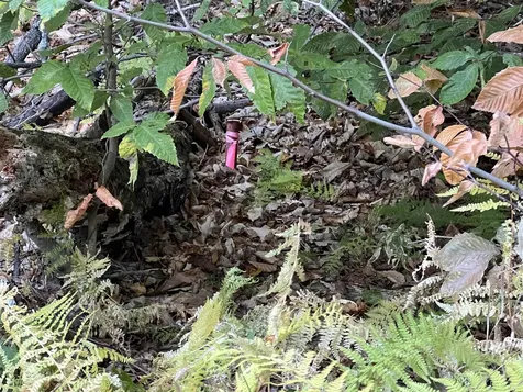 424 Susan Lynn Lane Wardsboro VT 05355