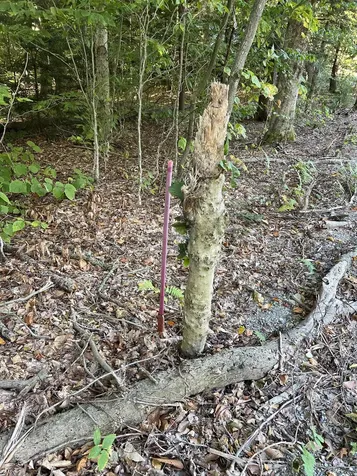 424 Susan Lynn Lane Wardsboro VT 05355