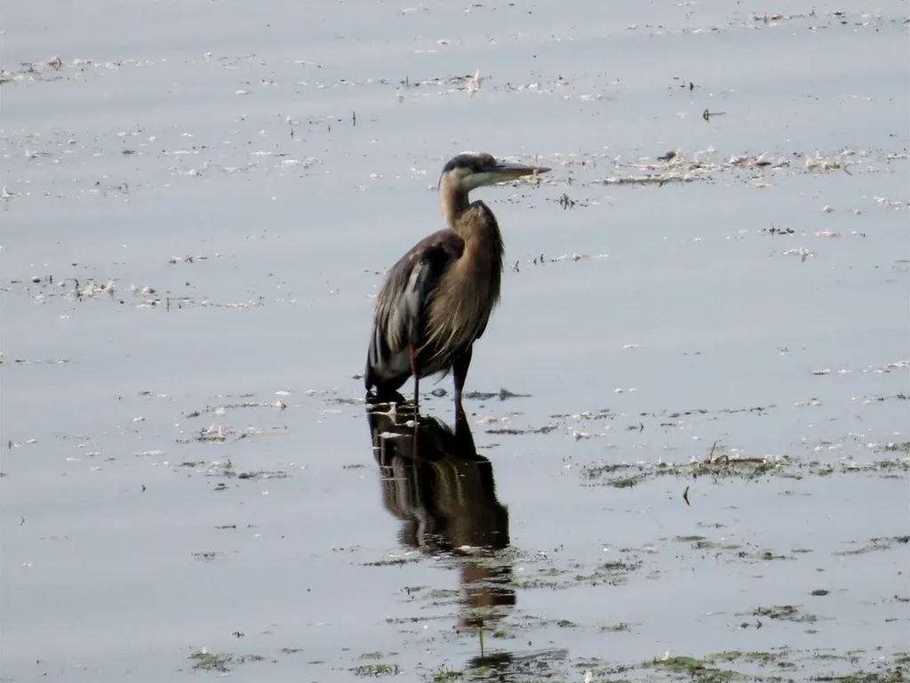 10 Macomber Point Alburgh VT 05440