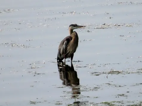10 Macomber Point Alburgh VT 05440