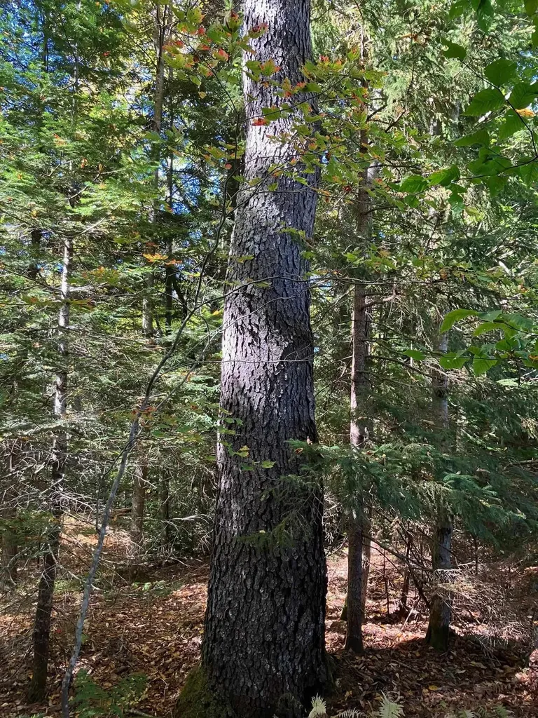 0 Theresa Lane Wilmington VT 05363