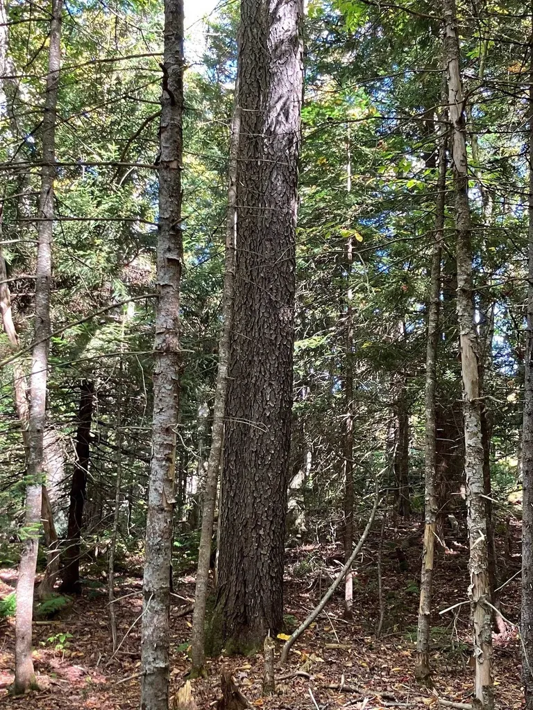 0 Theresa Lane Wilmington VT 05363