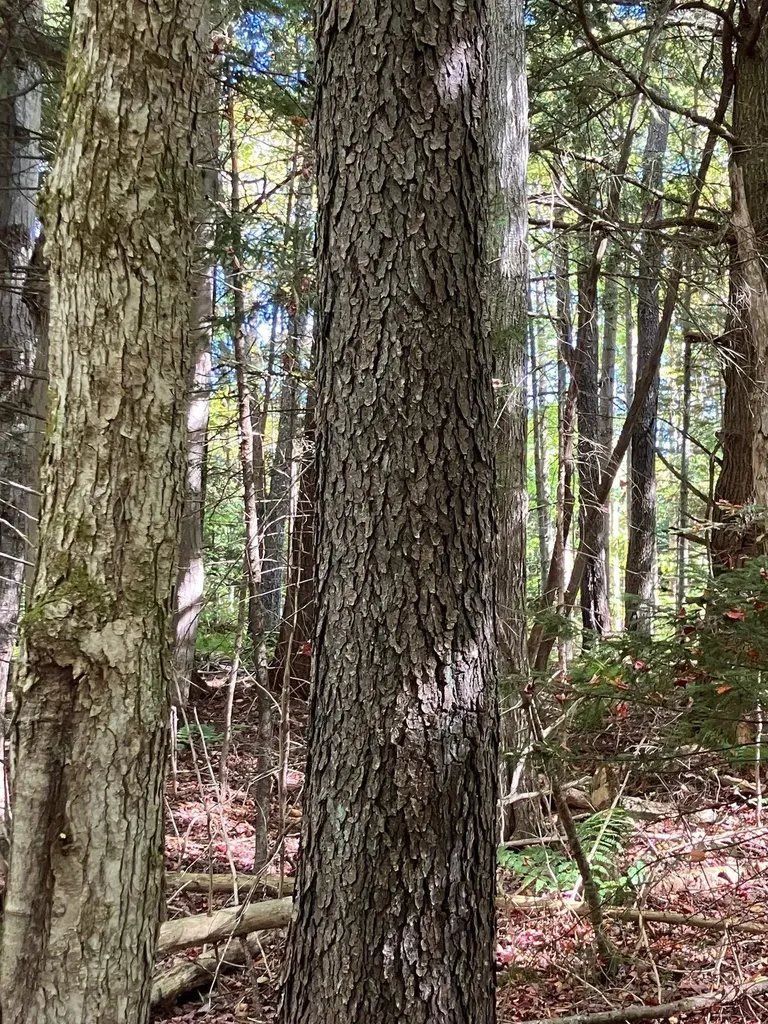 0 Theresa Lane Wilmington VT 05363