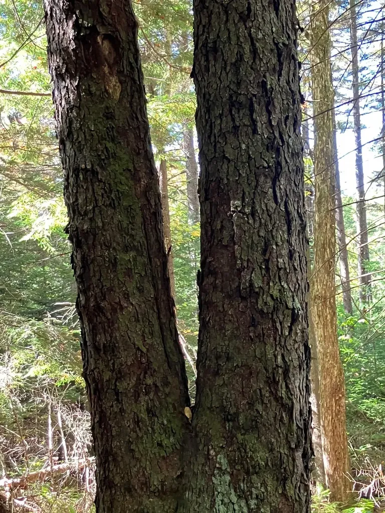 0 Theresa Lane Wilmington VT 05363