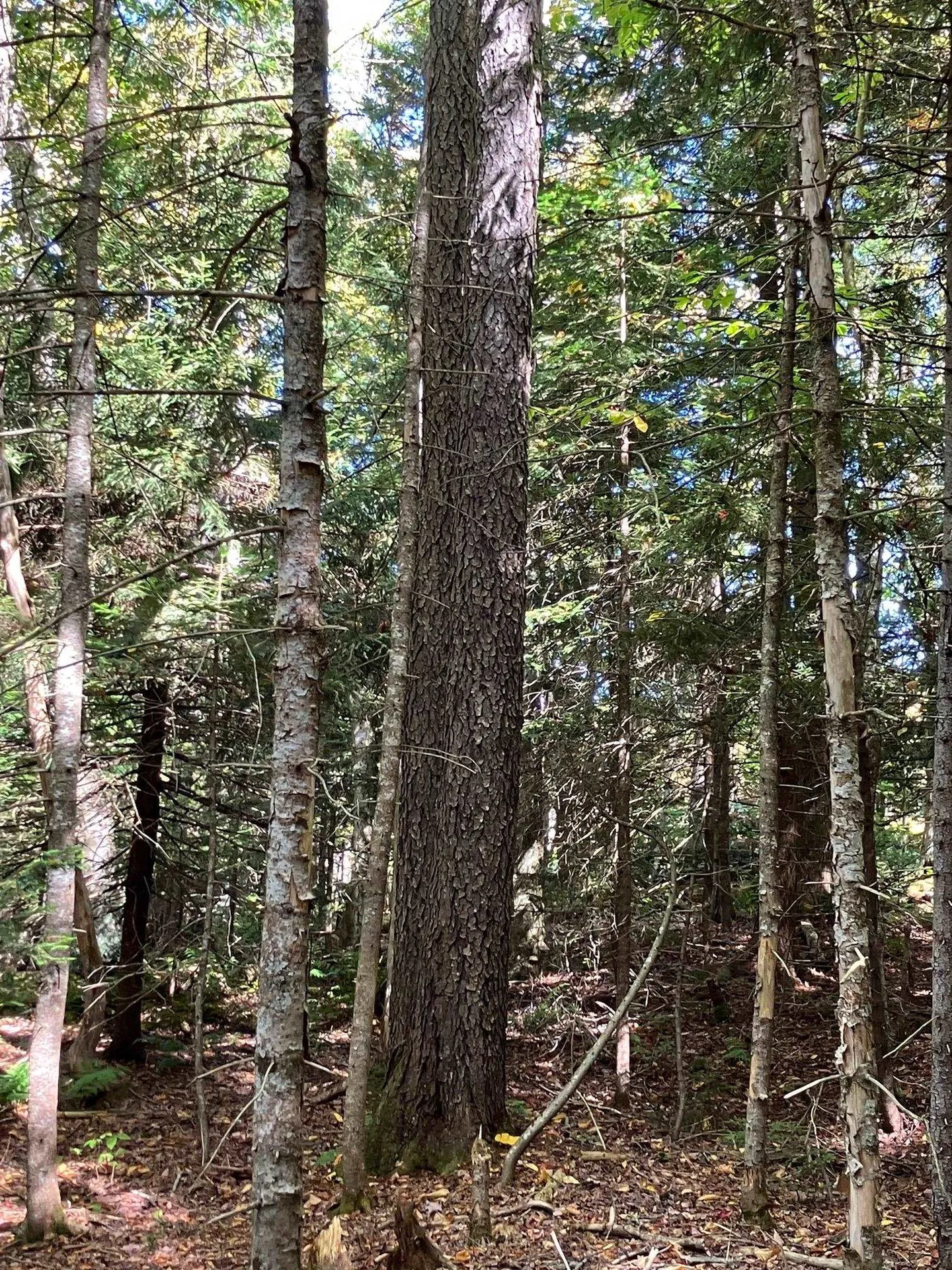 0 Theresa Lane Wilmington VT 05363