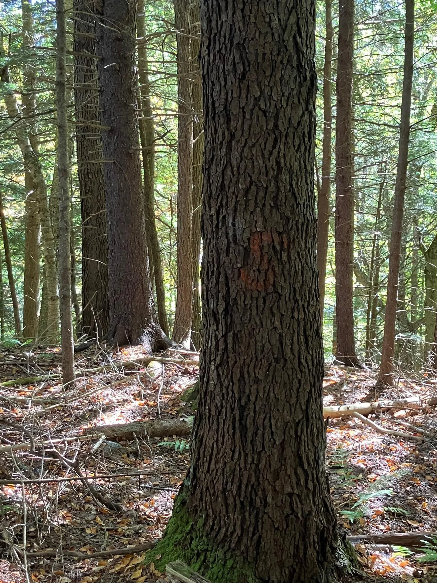 0 Theresa Lane Wilmington VT 05363